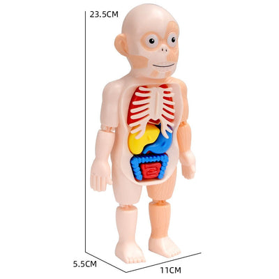 Gruselig Spaß: Kinder Anatomie Set | Lehrreiches und Interaktives Spielzeug