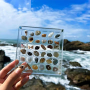 DisplayCase™ | Die Ultimative Ausstellungslösung für Muscheln und mehr
